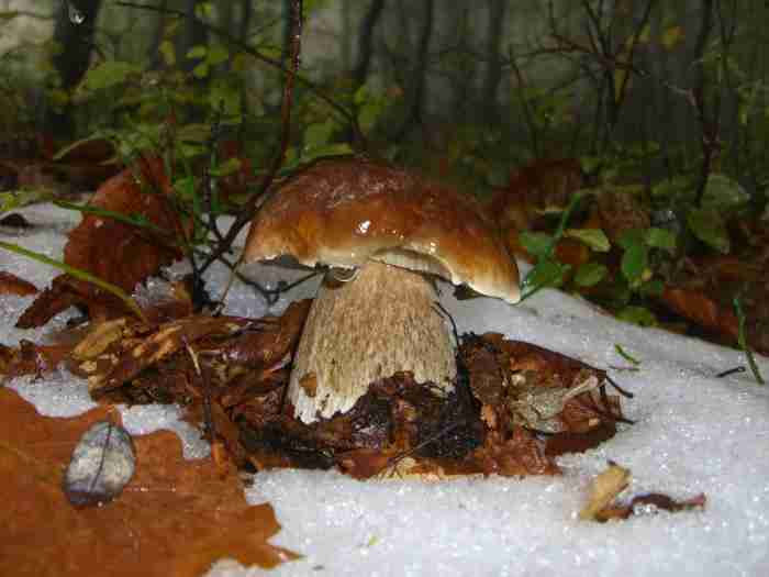  Image name: 239 Porcino.jpg 
 width: 700 pixel 
 height: 525 pixel 
 Size: 21017 bytes 
 Click to enlarge 